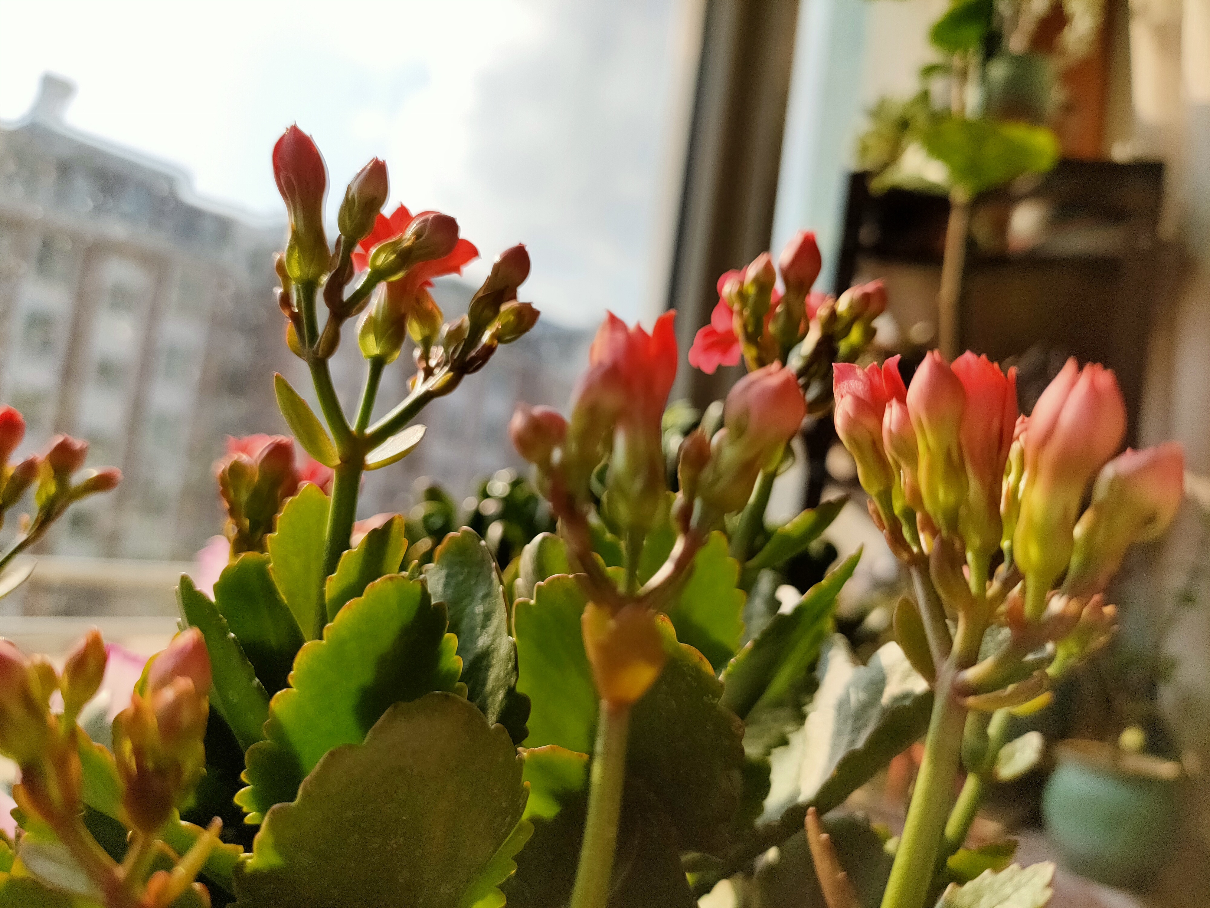 长寿花在打花骨朵的时候，养护做到4点，开花满盆并不难