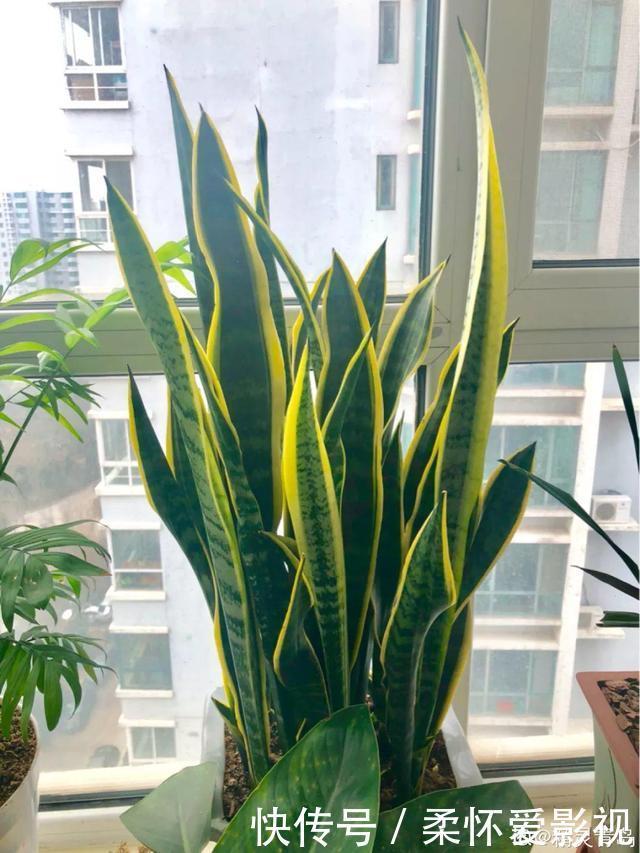 这10种耐旱花,2个月不浇水,叶子反而绿油油