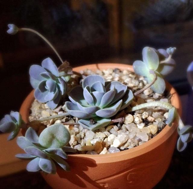 子持年华|一年的时间就爆盆,这个生长能力还有谁,除了它