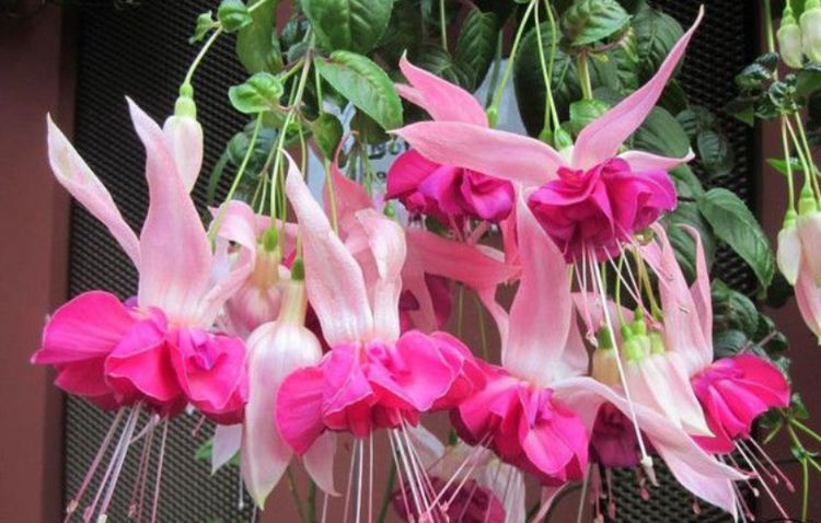 花卉|从5月23日开始,家养此款花卉,遇水就疯长,不怕养不活!