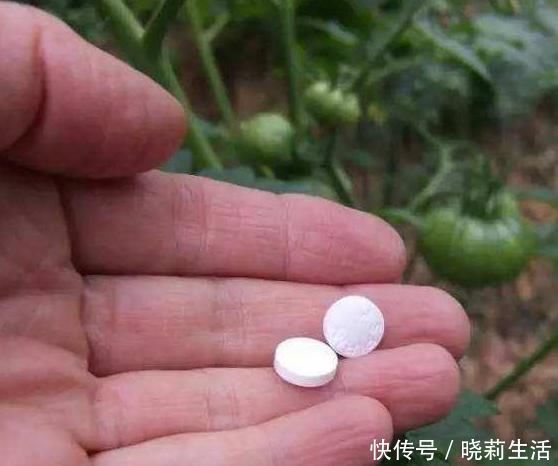 自制|6个方法教你自制生根水,用了它,随便掐个枝就能生根,还爆盆!