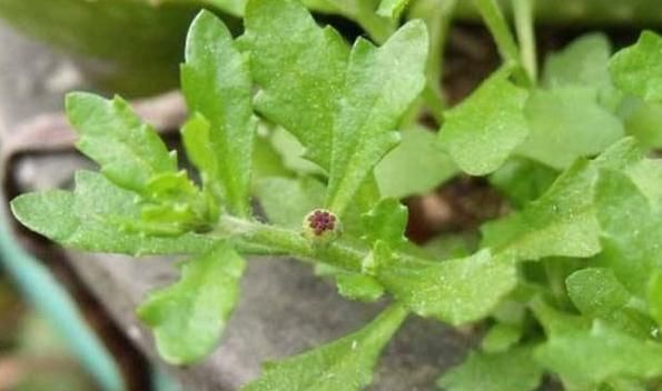 鹅不食草|鼻炎的“对手”终于找到了！坚持闻一闻，鼻炎或许悄悄好转！