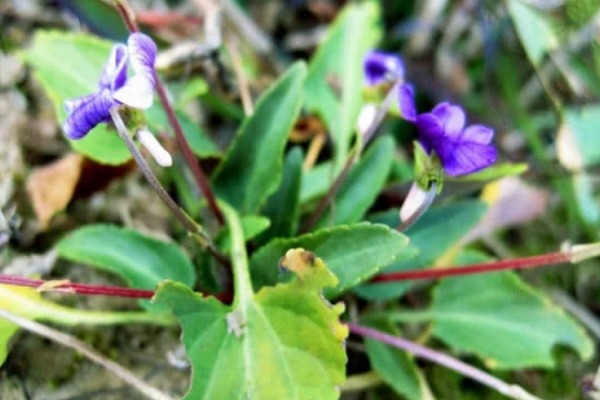犁头草|农村路边的“犁头草”,长着紫色小花,全身都是宝,药用价值珍贵