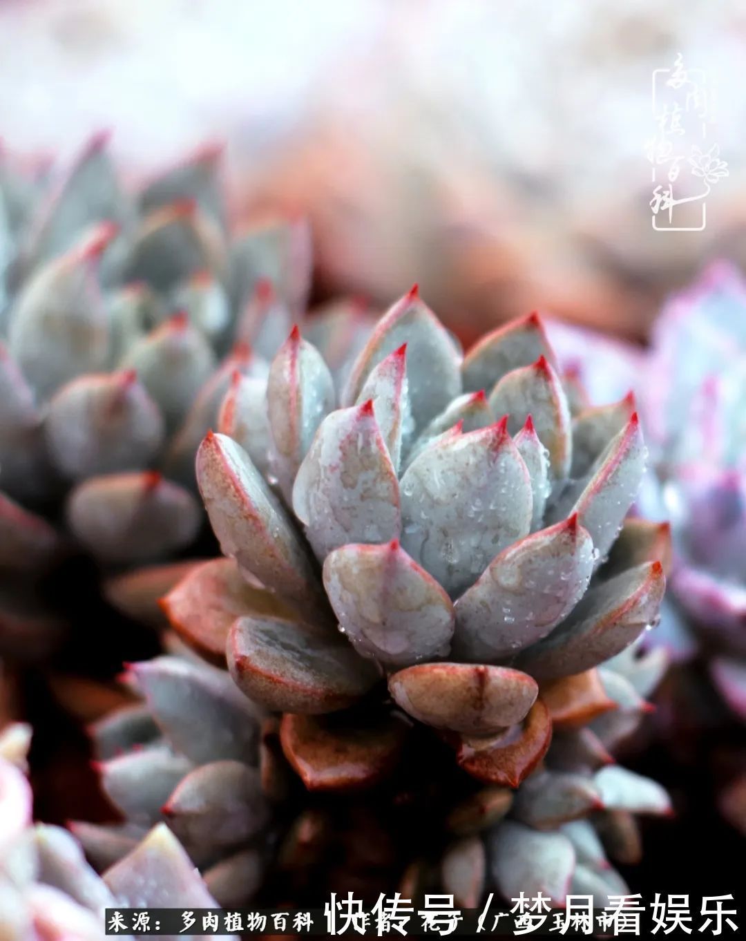 为了爱情|为了爱情来到陌生城市,偶遇多肉,地老天荒的爱恋!