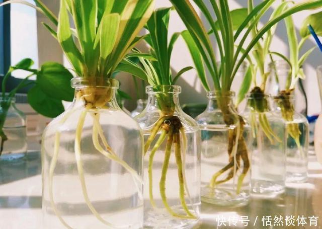 5种“药”,过期也不要扔,兑水浇花,保花不生“虫和病”