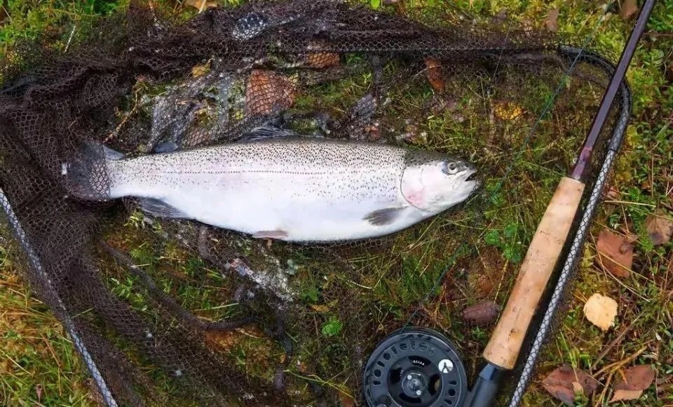 冬天使用这种钓鱼方法,既轻松又简单,只要竿稍一动鱼就上岸