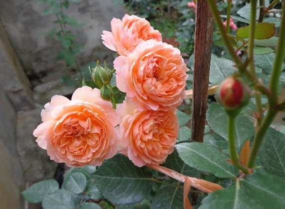 想轻松爆盆就养这款花，花开满园，颜色艳丽，满满都是香味，完美