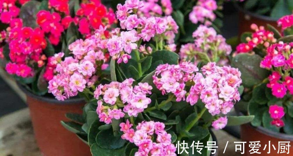长寿花长出花苞后,长时间不开花?2个动作催一催,轻松爆花