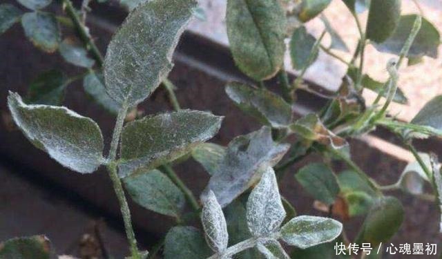 这样养花,不生虫不得病,还长得旺盛!