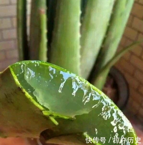 蚯蚓粪|大豆、蚯蚓粪养花，都比不上此“溶液”，半月浇一次，疯长不止！