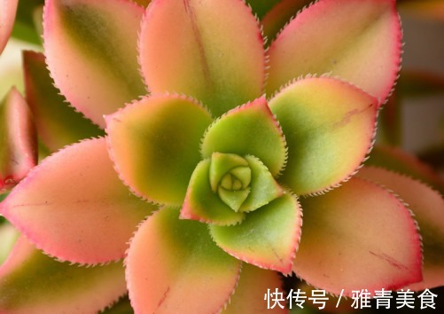 多肉艳日辉怎么养教你3个盆栽小妙招，养出最多彩绚烂的艳日辉