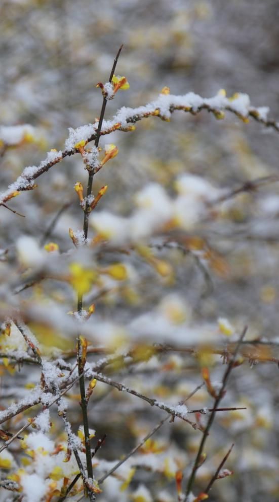 a8157|当春雪降临齐鲁酒地，世间就又浪漫了起来~