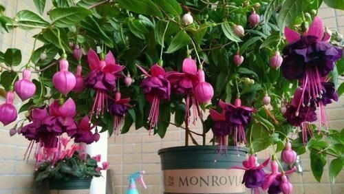 好看|忘了绿萝、吊兰吧,换上3种花,好看又好养,是家庭盆栽佳品