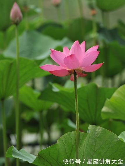 富贵荣华|10月中旬，4属相迎横财接富贵，富贵荣华，福气满满