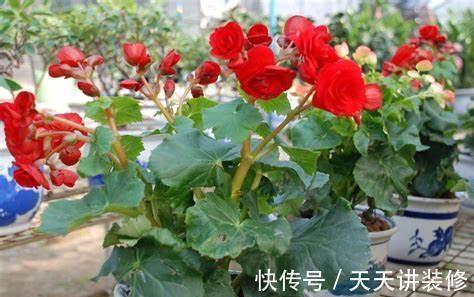 养花试试这几款,花朵在盛开的情况下全是相依相偎而开