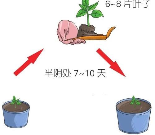  实在|辣椒挂果的样子实在太好看了，可观可食用直接栽种在阳台上！