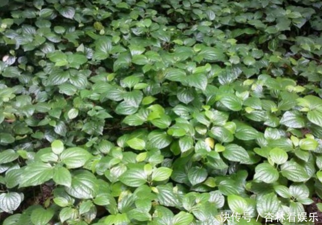 药用价值|农村一种“神奇”植物,能让臭肉变得香喷喷,而且药用价值很高