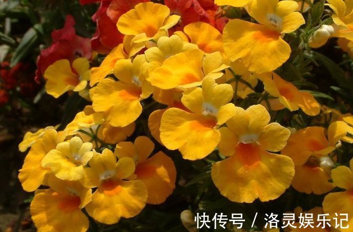 几种最漂亮的花，不输牡丹月季，花香四溢，四季开花