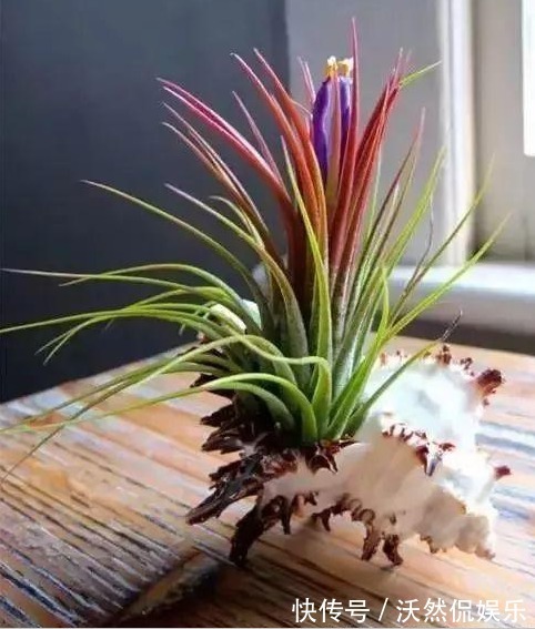 1物|花盆不用买随手拿“1物”，放点土进去，比买的花盆还好看！