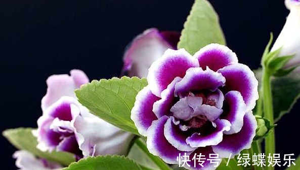 此四种娇艳的花,不能喷水,喷一盆死一盆,开花后很美