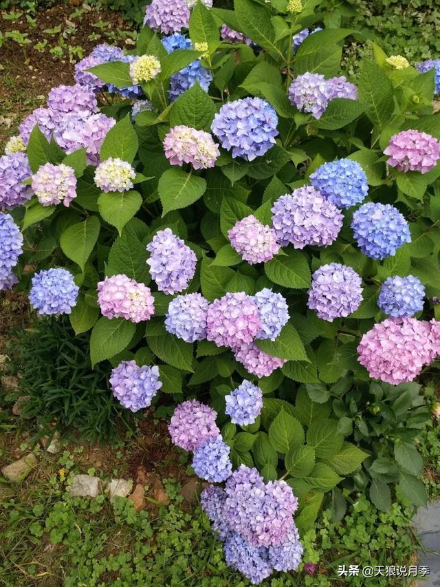 圆滚滚的绣球,瀑布般的花墙,这届花友也太会种花了吧