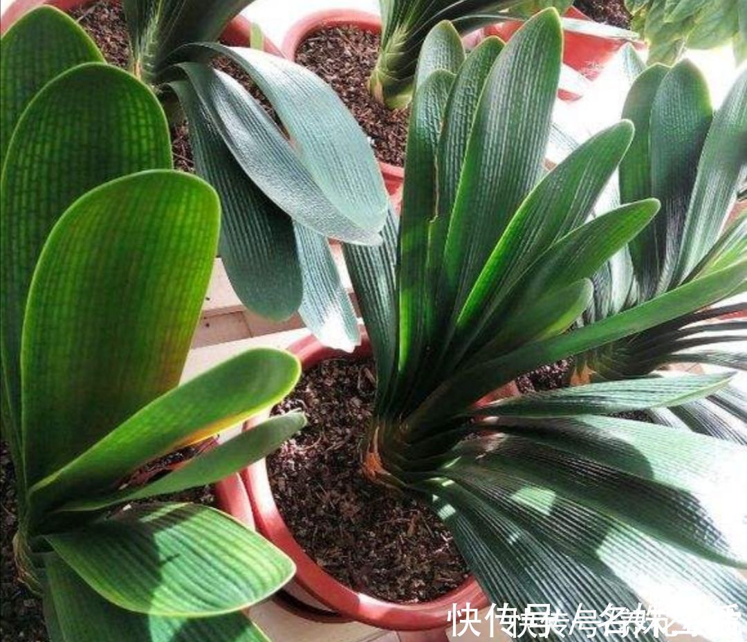 养君子兰,用3种“花土”,植株长得旺,叶子宽厚