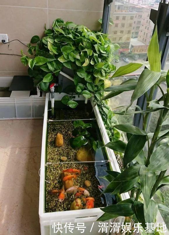 种花|养此5种花,夏季就像“水桶”,浇水越多、长得越旺