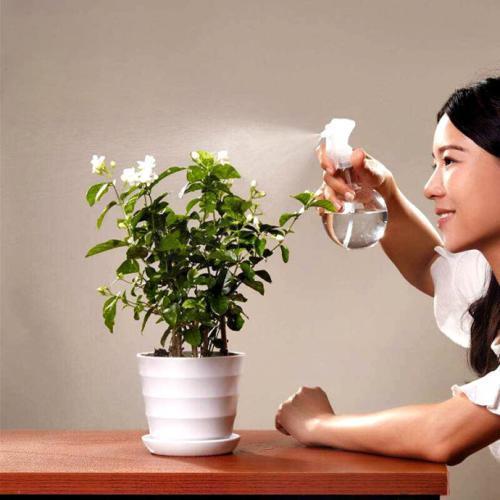 盆栽|养好茉莉花,学会这4招,一年能开好几茬,比栀子花还香、还漂亮