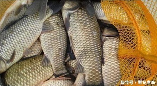 双钩|鲫鱼钓法全攻略,看到这篇的都钓爆护了!——盛世三渔