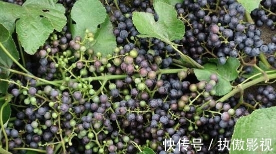 餐馆|3种食物是血管“溶解剂”，血脂高不妨多吃，降血脂“轻而易举”