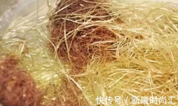 蒲公英水|17岁女生因一壶蒲公英水,送入医院,提醒:蒲公英泡水有4大禁忌