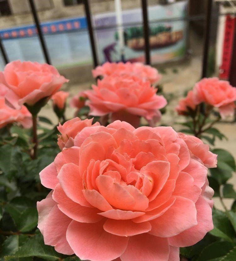 开花最香的5种花，家里养一盆，满屋飘香，养庭院，十里飘香