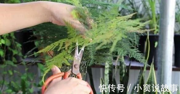 杜鹃|金枝玉叶不能长太高，越矮越值钱，一长高就砍！