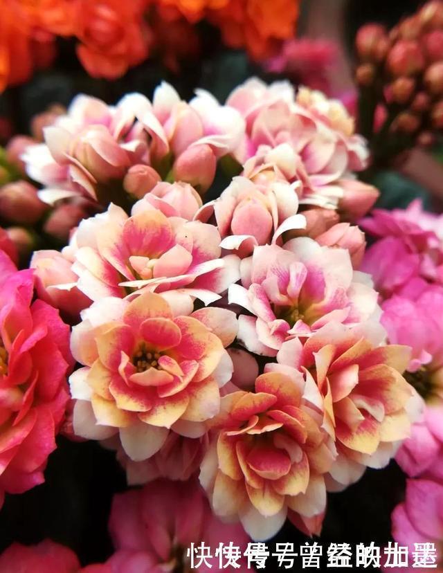 此4种花,随便摘片叶子都能繁殖一棵,轻松爆盆,阳台变花园