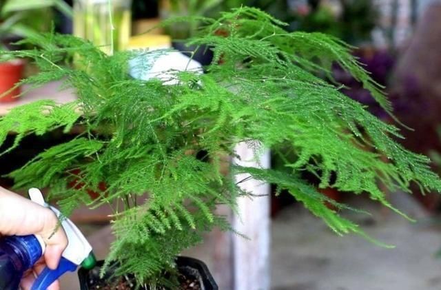 养文竹|6月后,7种花要远离阳台,不然“黄叶”没商量