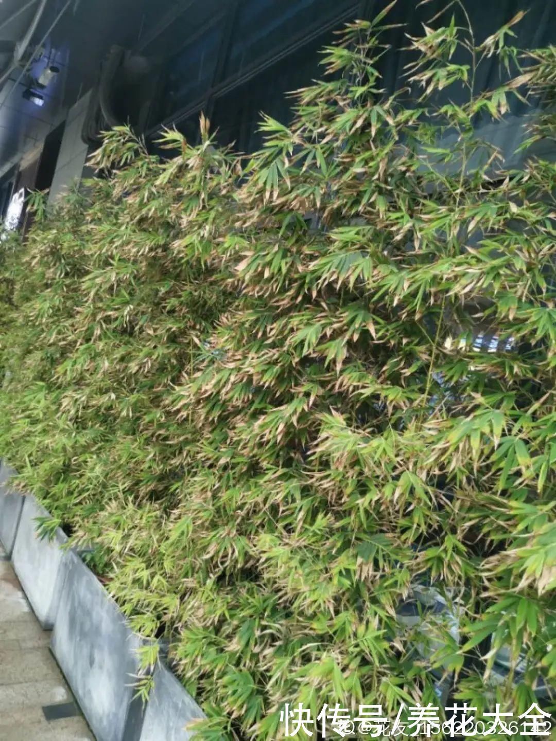 门前不栽竹,门后不留树,老祖宗传下来的养花谚语,特别准