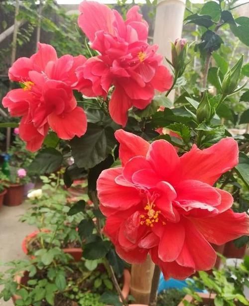 屋里|5种花最怕水,一淋雨花苞全掉光,赶紧搬屋里,不然全部黑了