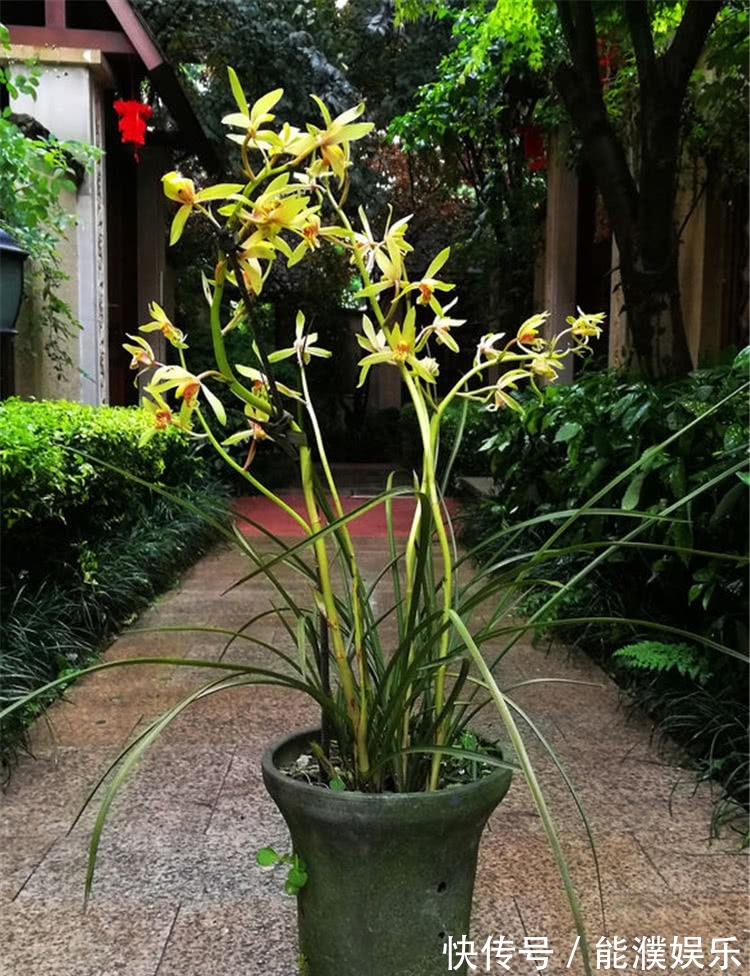 养兰花,牢记1个字,兰花蹭蹭长,枝叶油绿花娇俏!