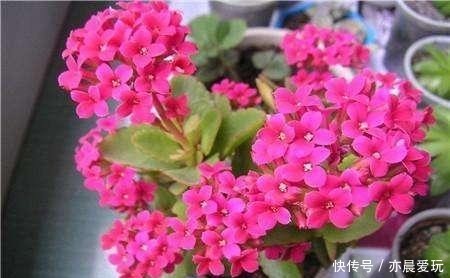 长寿|冬季长寿花正灿烂绽放,长期摆在室内别让白粉病钻了空子
