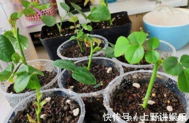 养分|扦插月季只长新叶不长根2种处理方法,提高成活率!