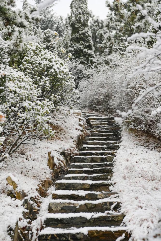 景区|惊艳！龙口南山景区迎初雪，这画面太美......