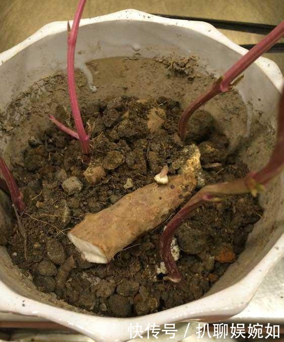 吃剩的山药头别丢,埋到阳台花盆里,观叶又能吃豆