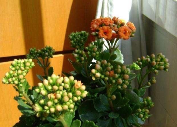 5月养长寿花,注意3个养护技巧,还能再开几茬花,叶大花更美