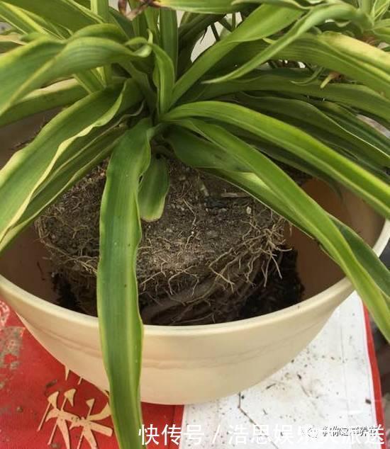 花友|用好3招，吊兰马上抽条长新叶，还呼呼开花！