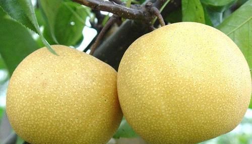 “男怕柿子女怕梨，母猪最怕西瓜皮”你知道是什么意思吗背后含义你肯定想不到