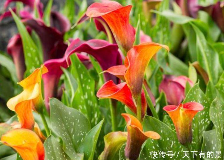 家里阳台必养此款花卉,耐寒易打理,花美色艳,花儿轻松开爆盆