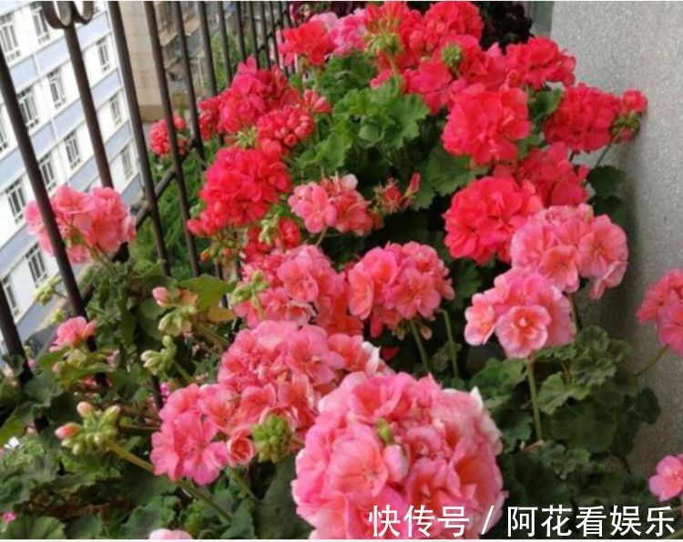 喜欢在家中阳台养护漂亮的花卉，就选择花色艳丽，花期长的花卉