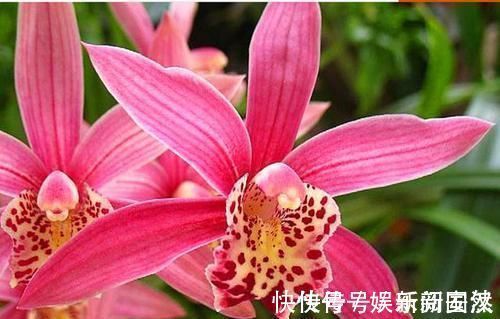 兰圃|这款兰花号称“爆盆小能手”,花色妖娆,花香味最浓,现正值花期