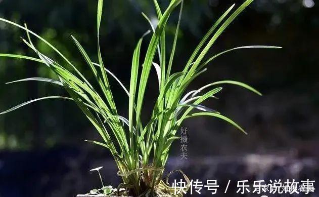 兰花养不好，主要是这5个原因，做好这几点，叶片葱绿花苞多