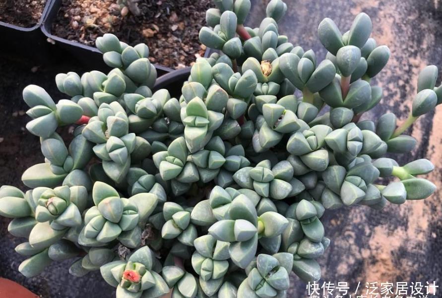 三棱状|多肉鹿角海棠不开花?可能是时间不够,或者我们的养护方式不对